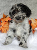 F1B Medium Labradoodle For Sale Millersburg OH Male-Lincoln