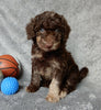 F1B Medium Labradoodle For Sale Millersburg OH Male-Pluto