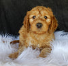 F1B Medium Goldendoodle For Sale Millersburg OH Male-Brody