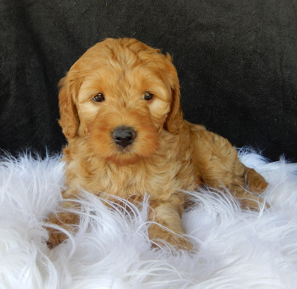 F1B Medium Goldendoodle For Sale Millersburg OH Male-Lincoln