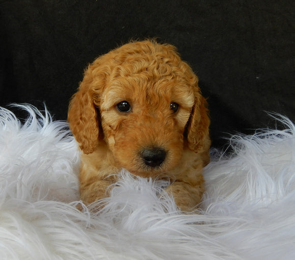 F1B Medium Goldendoodle For Sale Millersburg OH Female-Lilly