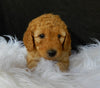 F1B Medium Goldendoodle For Sale Millersburg OH Female-Lilly