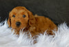 F1B Medium Goldendoodle For Sale Millersburg OH Female-Dolly