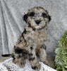 Mini Labradoodle For Sale Millersburg OH Male-Brody