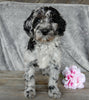 F1B Medium Labradoodle For Sale Millersburg OH Male-Lincoln