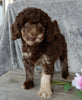 F1B Medium Labradoodle For Sale Millersburg OH Male-Pluto