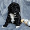 Mini Labradoodles For Sale Millersburg OH Male-Chuck