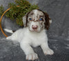 Mini Labradoodle For Sale Millersburg OH Male-Ricky