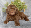 Mini Labradoodle For Sale Millersburg OH Male-Toby