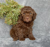 Mini Labradoodle For Sale Millersburg OH Male-Toby