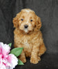 Mini Goldendoodle For Sale Millersburg OH Female-Bonnie