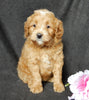 Mini Goldendoodle For Sale Millersburg OH Female-Bonnie