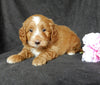 Mini Goldendoodle For Sale Millersburg OH Female-Carmen