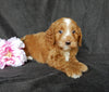 Mini Goldendoodle For Sale Millersburg OH Female-Carmen