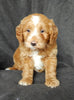 Mini Goldendoodle For Sale Millersburg OH Female-Carmen