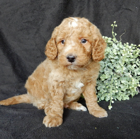 Mini Goldendoodle For Sale Millersburg OH Male-Ollie