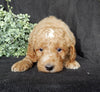 Mini Goldendoodle For Sale Millersburg OH Male-Ollie