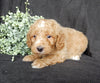 Mini Goldendoodle For Sale Millersburg OH Male-Ollie