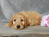 Medium Goldendoodle For Sale Millersburg OH Female-Flo