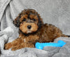 Maltipoo For Sale Millersburg OH Male-Calvin