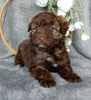 Mini Aussiedoodle For Sale Millersburg OH Female-Darla