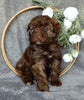 Mini Aussiedoodle For Sale Millersburg OH Female-Darla
