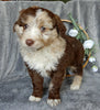 Mini Aussiedoodle For Sale Millersburg OH Male-Gunner