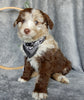 Mini Aussiedoodle For Sale Millersburg OH Male-Gunner