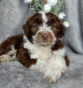Mini Aussiedoodle For Sale Millersburg OH Male-Dallas