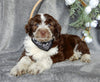 Mini Aussiedoodle For Sale Millersburg OH Male-Dallas