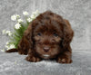 Mini Labradoodle For Sale Millersburg OH Female-Patty