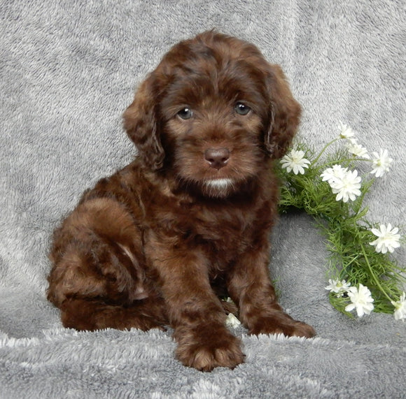 Mini Labradoodle For Sale Millersburg OH Female-Patty