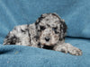 Mini Labradoodle For Sale Millersburg OH Female-Patches