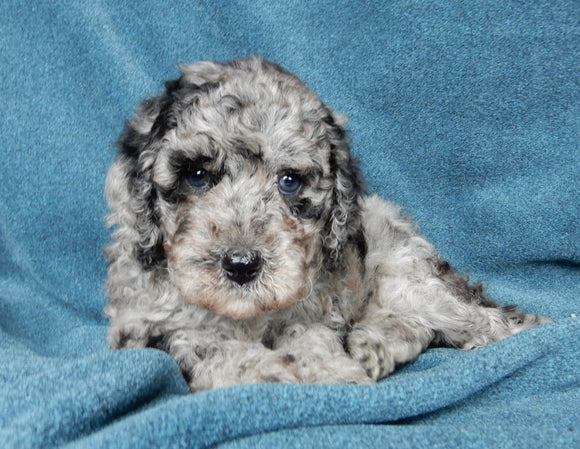 Mini Labradoodle For Sale Millersburg OH Female-Patches