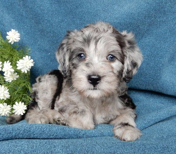 Mini Labradoodle For Sale Millersburg OH Male-Tonka