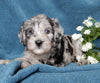 Mini Labradoodle For Sale Millersburg OH Male-Tonka
