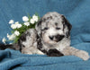 Mini Labradoodle For Sale Millersburg OH Male-Spot