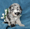 Mini Labradoodle For Sale Millersburg OH Male-Spot