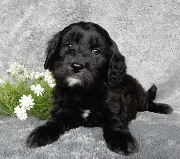 Mini Labradoodle For Sale Millersburg OH Male-Snoopy