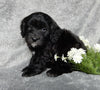 Mini Labradoodle For Sale Millersburg OH Male-Snoopy