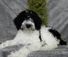 Mini Labradoodle For Sale Millersburg OH Female-Shadow