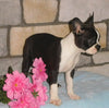 ACA Registered Boston Terrier For Sale Brinkhaven, OH Female- Cupcake