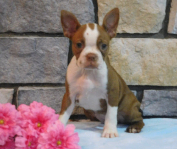 ACA Registered Boston Terrier For Sale Brinkhaven, OH Female- Missy
