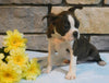 ACA Registered Boston Terrier For Sale Brinkhaven, OH Male- Corbin