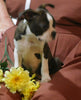 ACA Registered Boston Terrier For Sale Brinkhaven, OH Male- Corbin