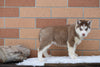 Akc Registered Siberian Husky Dundee Ohio Male Rex