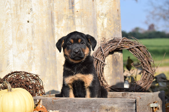 German Shepherd Rottweiler Mix Puppy For Sale Millersburg Ohio Female Abby