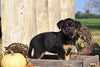 German Shepherd Rottweiler Mix Puppy For Sale Millersburg Ohio Female Abby