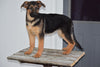 AKC German Shepherd For Sale Baltic Ohio Female- Stacy