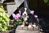 AKC Registered Bernese Mountain Puppy For Sale Millersburg Ohio Female Princess